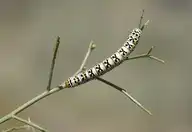 100260
