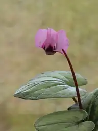 100751