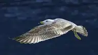 10442
