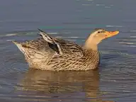 106181