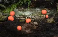 10971