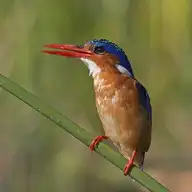 11099