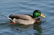 11117