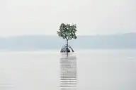 11176