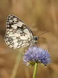 11383