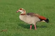 115413