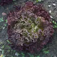 115721