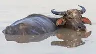 11573