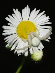 11582