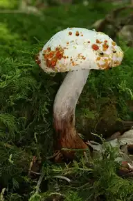 11618
