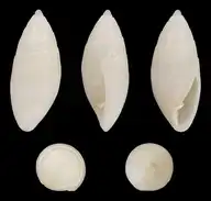 116620