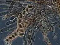 11727