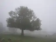 117617