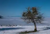 117636