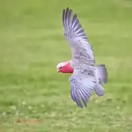 117725