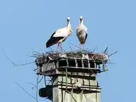 118286