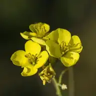 118620