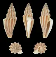 120047