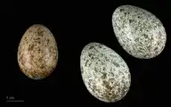 120077