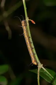 120251