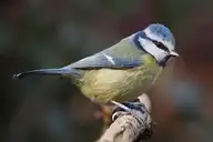 120272