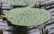 120519