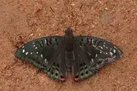 120585