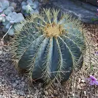 123818