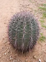 125300
