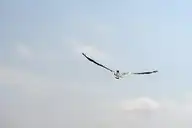 125896