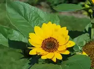 125980