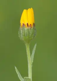 125995