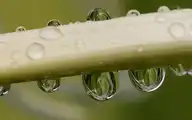 126007