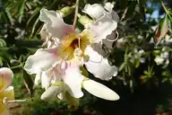 126022