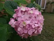 126043
