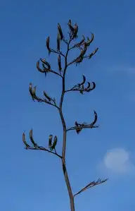 126051