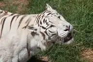 12607