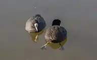 126237
