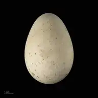 128594