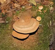 131594