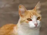 132184