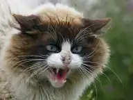 132185