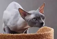 132187