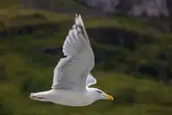 132259