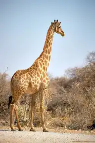 134146
