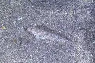 135642