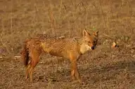 135977