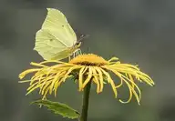 136078