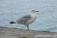 136401
