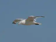 136404